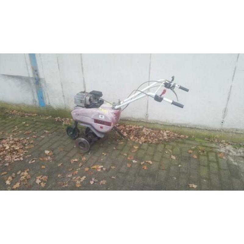 Tuinfrees