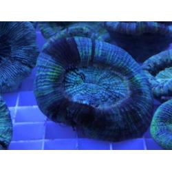 Trachyphyllia geoffroyi mint & green