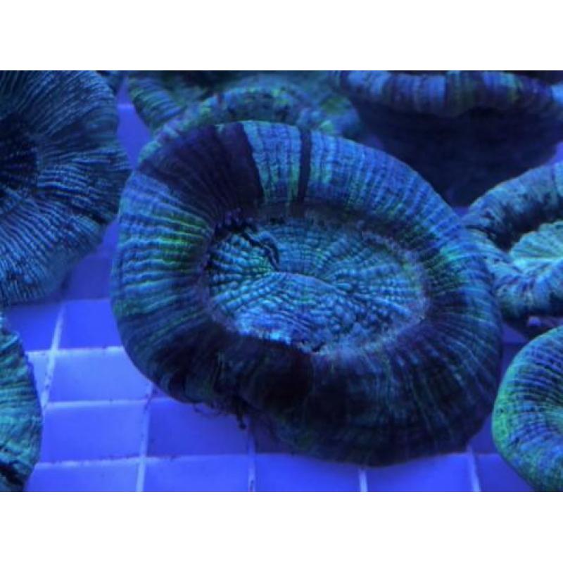 Trachyphyllia geoffroyi mint & green