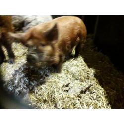 Kune kune zeug en borgje met stamboom