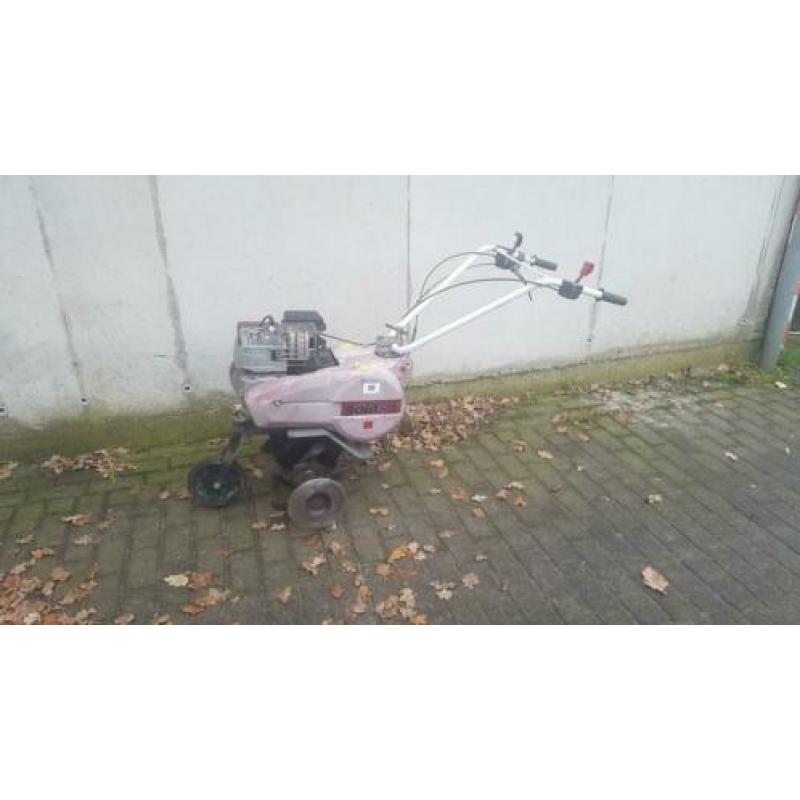 Tuinfrees