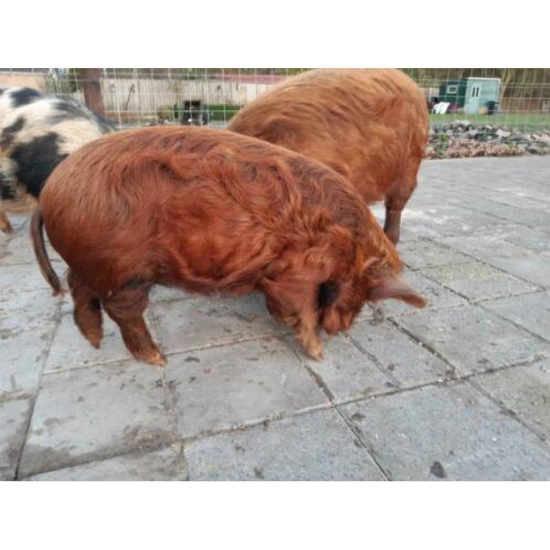 Kune kune zeug en borgje met stamboom