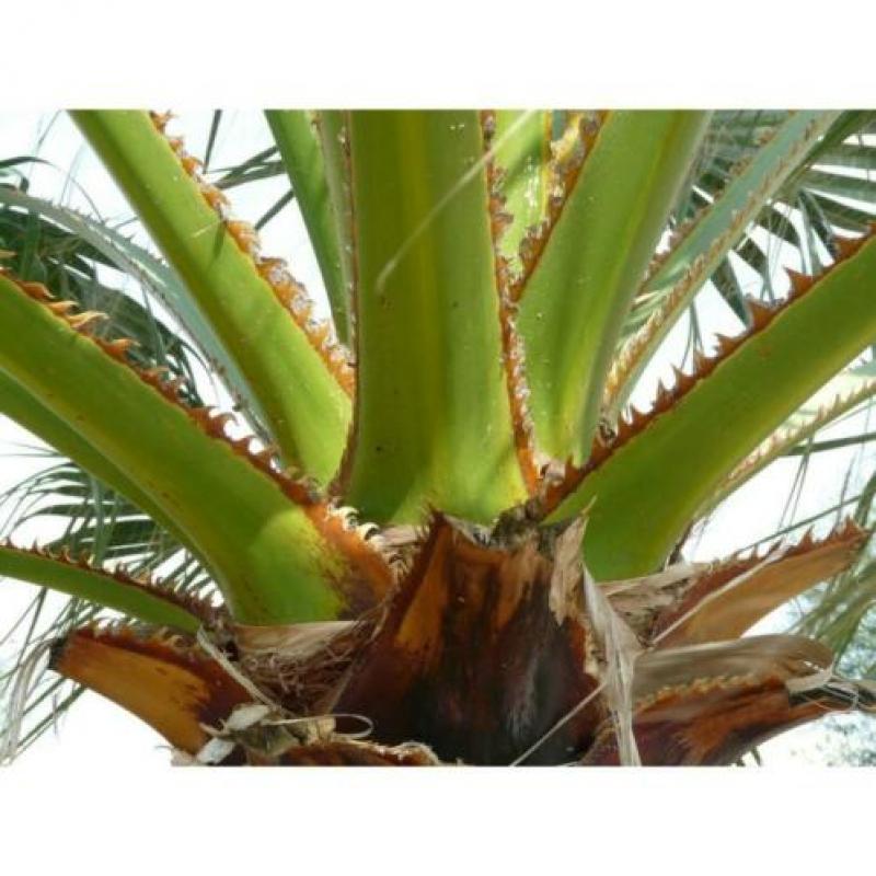 Washingtonia Robusta - Woestijnpalm 580-600cm art53535