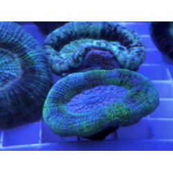 Trachyphyllia geoffroyi mint & green