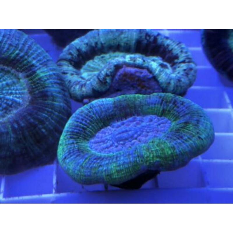 Trachyphyllia geoffroyi mint & green