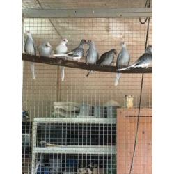 Diamantduifjes te koop
