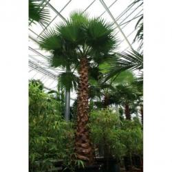 Washingtonia Robusta - Woestijnpalm 580-600cm art53535