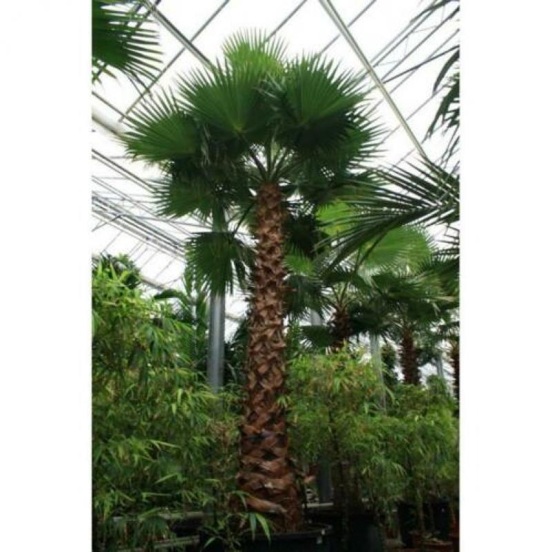 Washingtonia Robusta - Woestijnpalm 580-600cm art53535