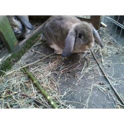 Jonge NHD konijn