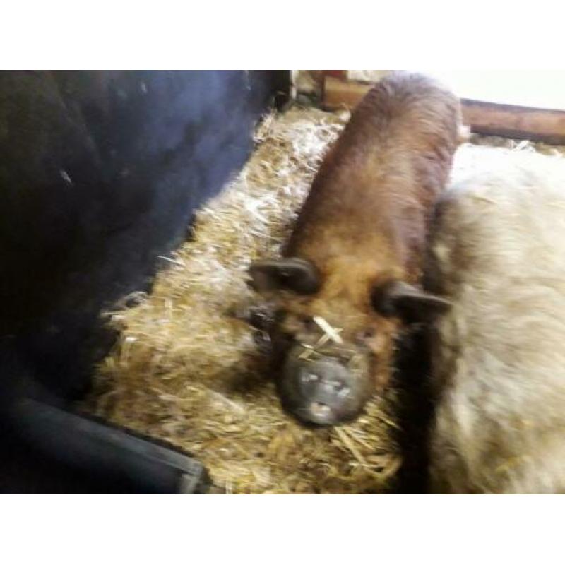 Kune kune zeug en borgje met stamboom