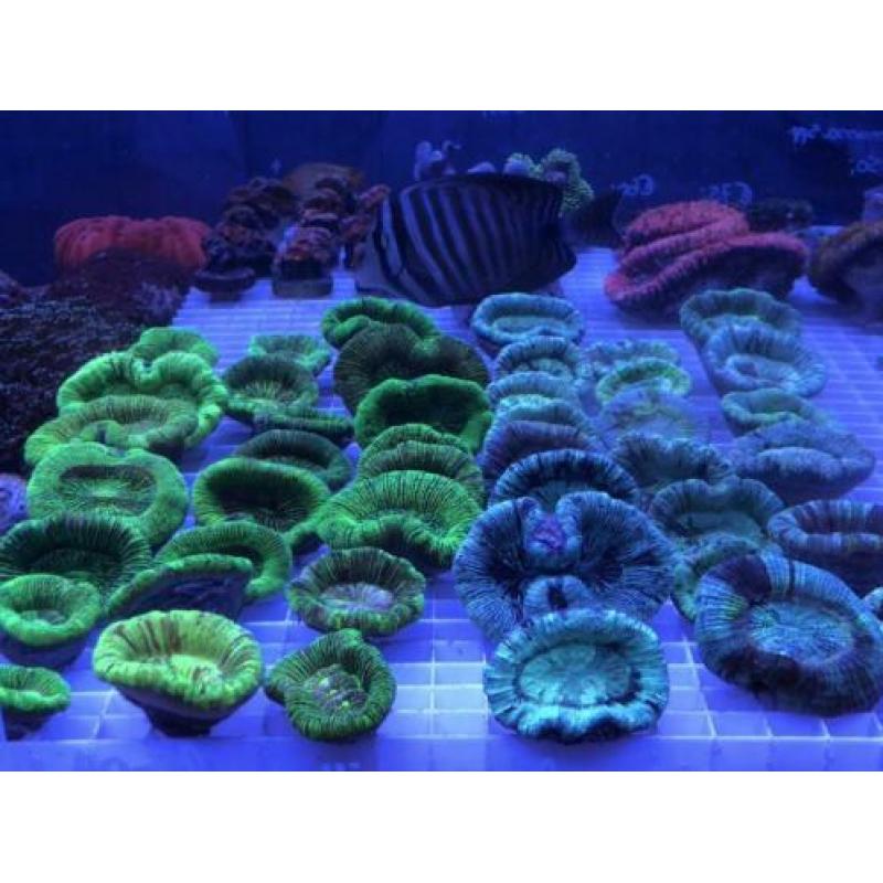 Trachyphyllia geoffroyi mint & green