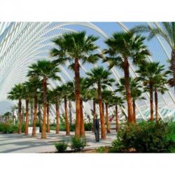 Washingtonia Robusta - Woestijnpalm 580-600cm art53535