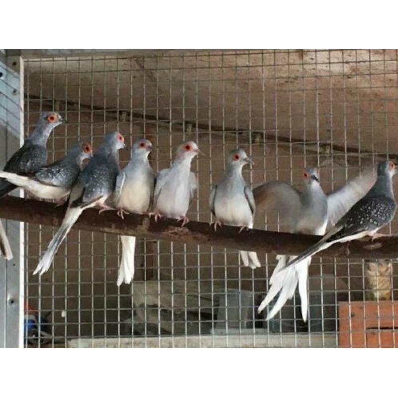 Diamantduifjes te koop