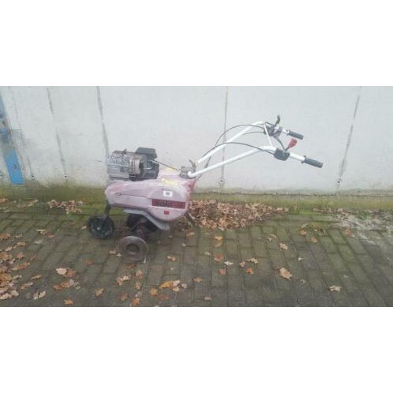 Tuinfrees
