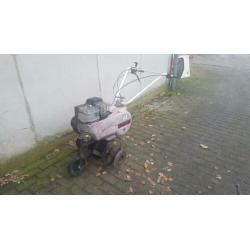 Tuinfrees