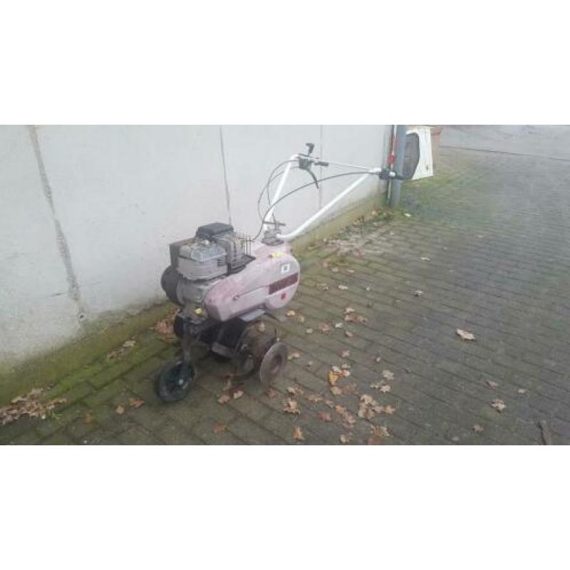 Tuinfrees