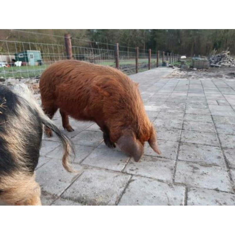 Kune kune zeug en borgje met stamboom