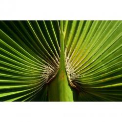 Washingtonia Robusta - Woestijnpalm 580-600cm art53535