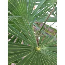 Trachycarpus fortunei 170 cm hoog,