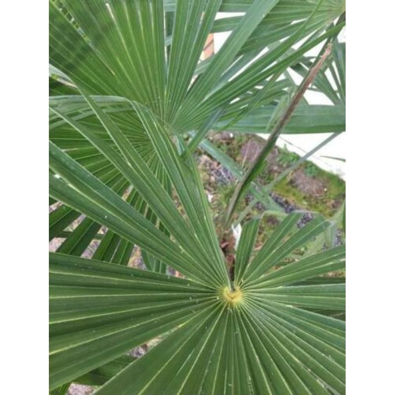 Trachycarpus fortunei 170 cm hoog,