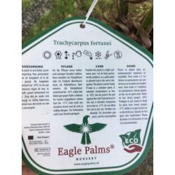 Trachycarpus fortunei 170 cm hoog,