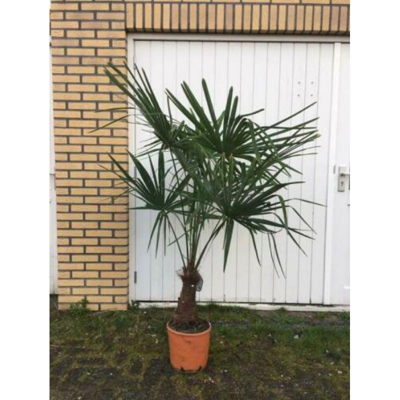 Trachycarpus fortunei 170 cm hoog,