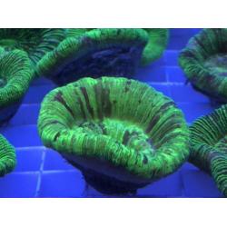 Trachyphyllia geoffroyi mint & green