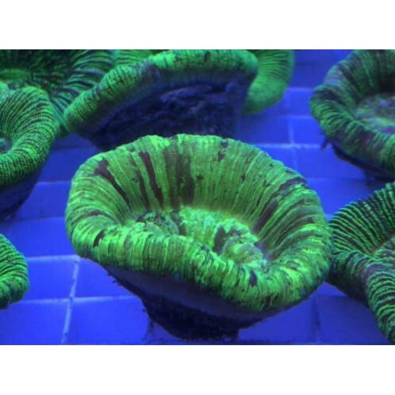 Trachyphyllia geoffroyi mint & green