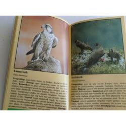 Zakgids ROOFVOGELS , Het herkennen van roofvogels en uilen