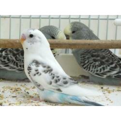 te koop van hobbykweker lieve piepjonge parkietjes