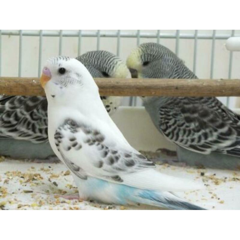 te koop van hobbykweker lieve piepjonge parkietjes