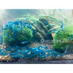 High grade Blue Dream garnalen (blauw, velvet, neocaridina)