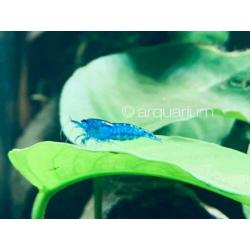 High grade Blue Dream garnalen (blauw, velvet, neocaridina)