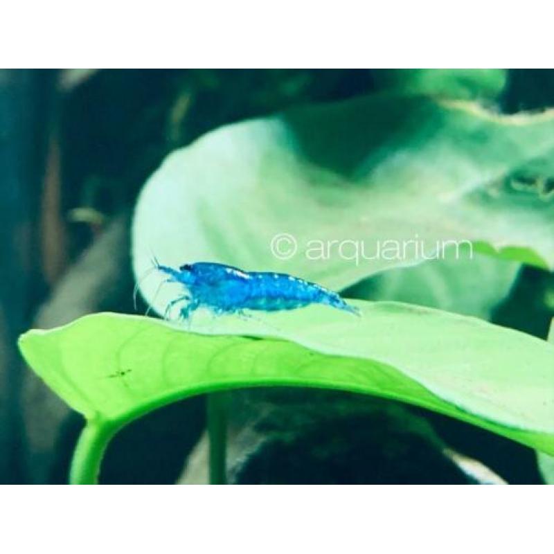 High grade Blue Dream garnalen (blauw, velvet, neocaridina)