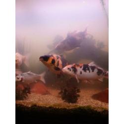 5 koi in een koop