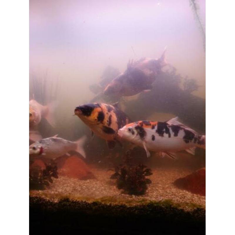 5 koi in een koop