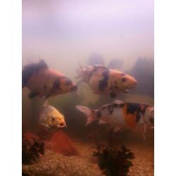5 koi in een koop