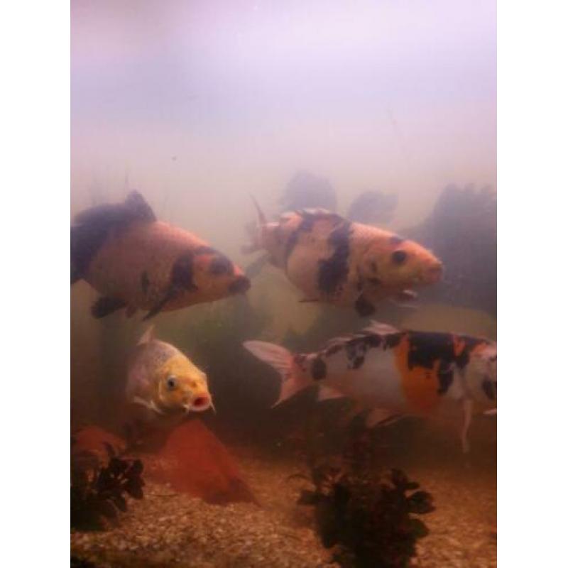 5 koi in een koop