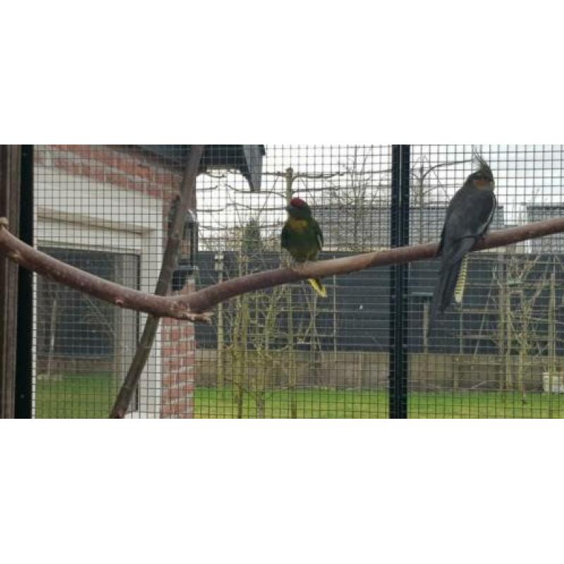 3 kakarikie mannen