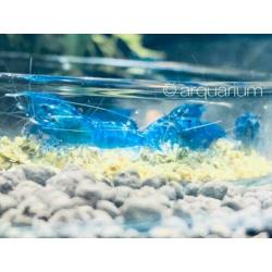 High grade Blue Dream garnalen (blauw, velvet, neocaridina)