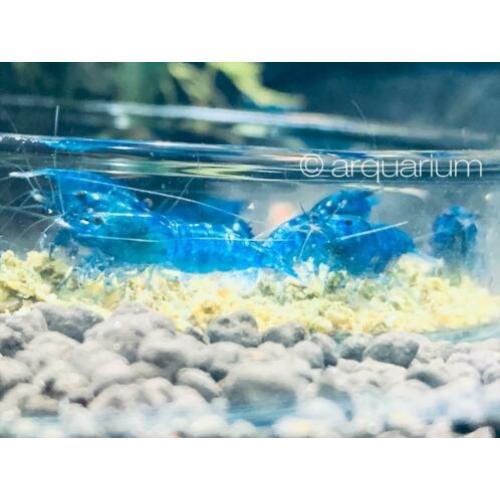 High grade Blue Dream garnalen (blauw, velvet, neocaridina)