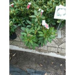Rhododendron struiken 40-50 cm hoog