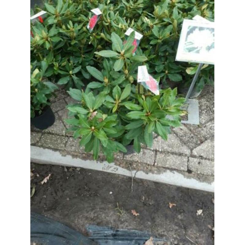 Rhododendron struiken 40-50 cm hoog