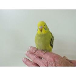 te koop van hobbykweker lieve piepjonge parkietjes
