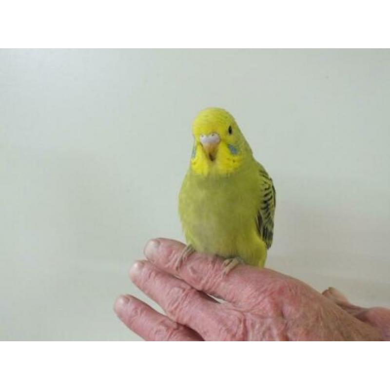 te koop van hobbykweker lieve piepjonge parkietjes