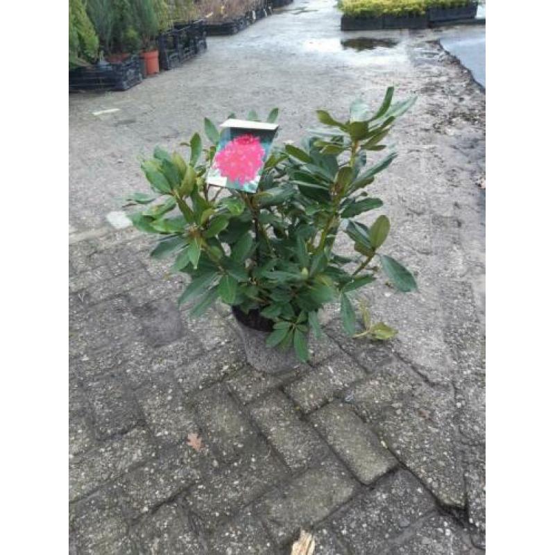 Rhododendron struiken 40-50 cm hoog