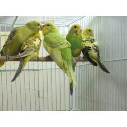 te koop van hobbykweker lieve piepjonge parkietjes
