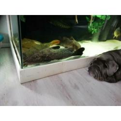 2 x giraffe meerval 65cm