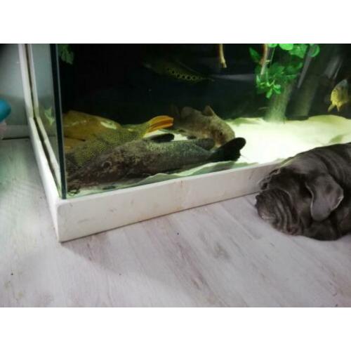 2 x giraffe meerval 65cm