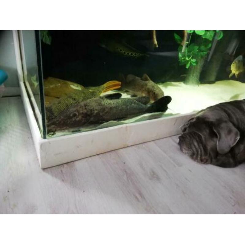 2 x giraffe meerval 65cm